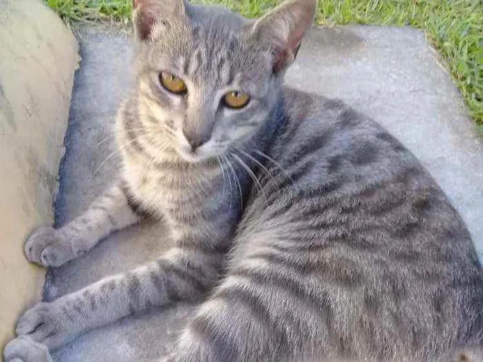 Gato ra a Rnd idade Abaixo de 2 meses nome Não tem