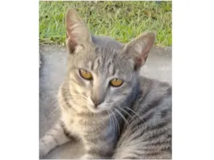 Gato raça Rnd idade Abaixo de 2 meses nome Não tem