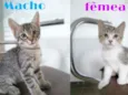 Gatinhos 