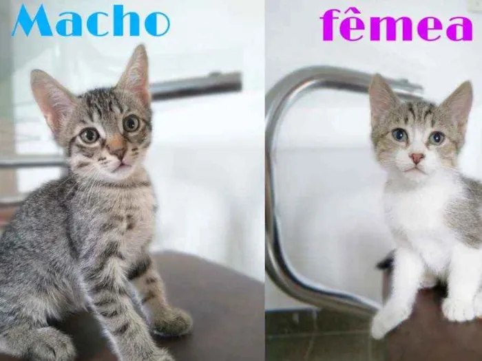 Gato ra a SRD idade 2 a 6 meses nome Gatinhos 