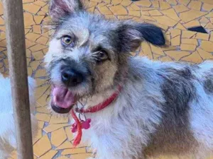 Cachorro raça Srd idade  nome Julia