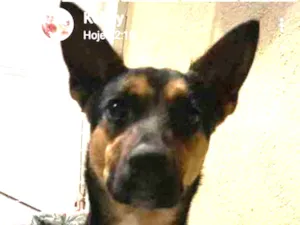 Cachorro raça Srd idade 7 a 11 meses nome Preta 
