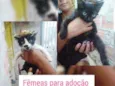 Filhotes