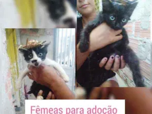 Gato raça Srd idade 2 a 6 meses nome Filhotes