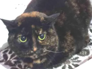 Gato raça SRD idade 2 anos nome Catarina
