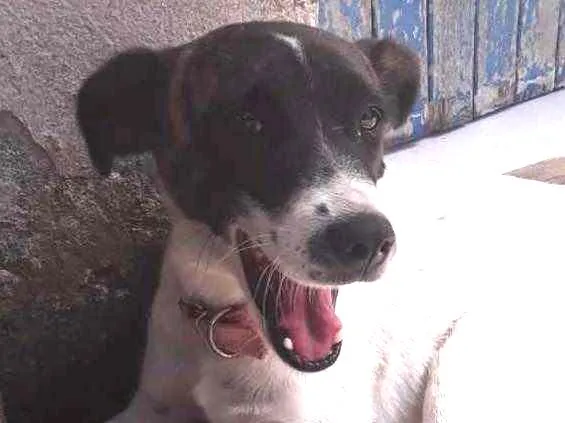 Cachorro ra a Mestiço  idade 2 anos nome Juliana