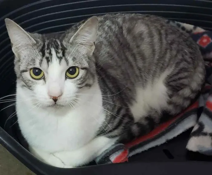 Gato ra a SRD idade 7 a 11 meses nome Melissa