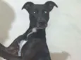 Pretinho