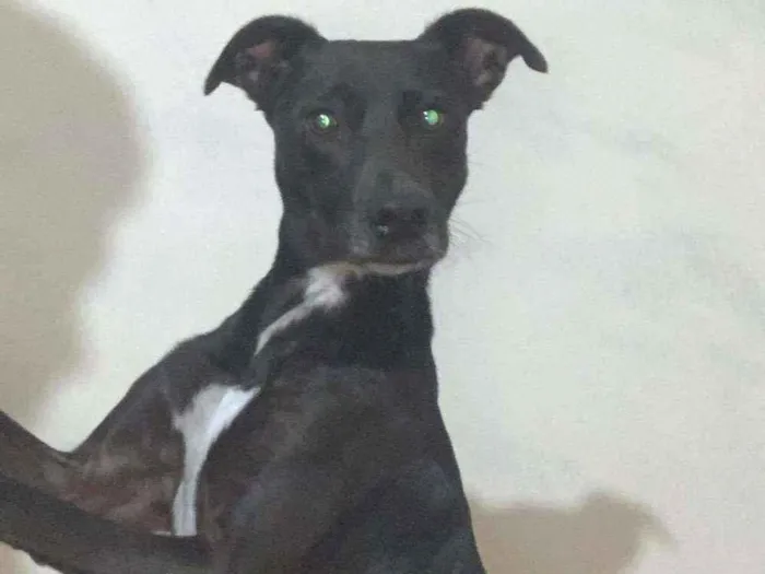 Cachorro ra a Mestiça idade 7 a 11 meses nome Pretinho