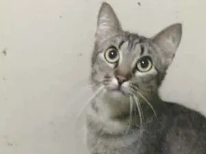 Gato raça SRD idade 1 ano nome Safira