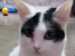 Gato raça SRD idade 1 ano nome Brigitte
