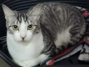 Gato raça SRD idade 7 a 11 meses nome Melissa