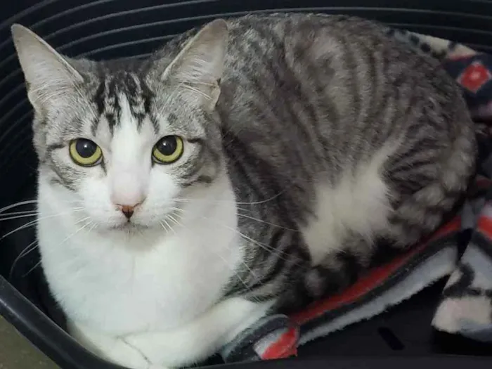 Gato ra a SRD idade 7 a 11 meses nome Melissa