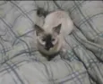 Mel