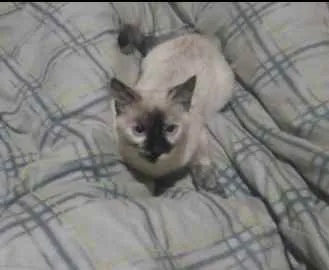 Gato ra a Siamesa idade 2 a 6 meses nome Mel