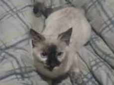 Gato ra a Siamesa idade 2 a 6 meses nome Mel