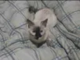Mel