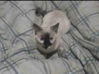 Gato ra a Siamesa idade 2 a 6 meses nome Mel