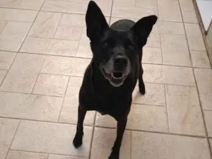 Cachorro raça Sem raça definida idade 6 ou mais anos nome Big