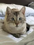 Dharma