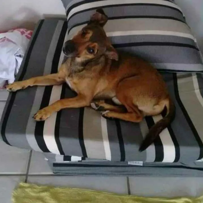 Cachorro ra a Indefinida idade 5 anos nome # - hashtag