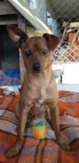 Pingo