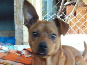 Cachorro raça SRD idade 1 ano nome Pingo