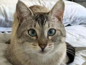 Gato raça Felina idade 7 a 11 meses nome Dharma