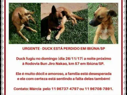 Cachorro raça SRD idade 5 anos nome Duck