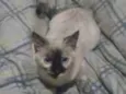 Mel