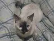Gato ra a Siamesa idade 2 a 6 meses nome Mel