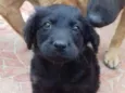 Bobi