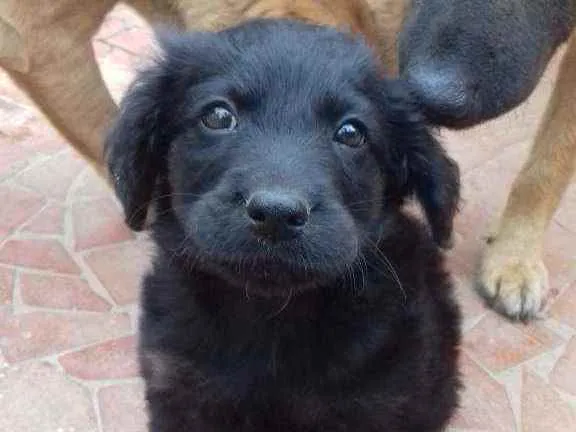 Cachorro ra a Srd idade Abaixo de 2 meses nome Bobi