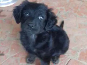 Cachorro raça Srd idade Abaixo de 2 meses nome Bobi