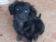 Bobi