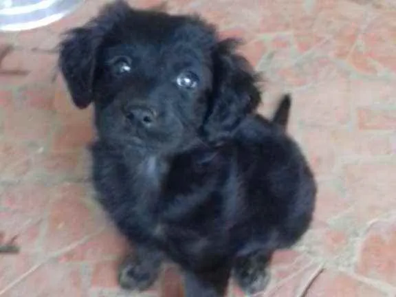 Cachorro ra a Srd idade Abaixo de 2 meses nome Bobi