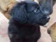 Bobi