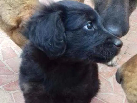 Cachorro ra a Srd idade Abaixo de 2 meses nome Bobi