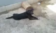 scubi