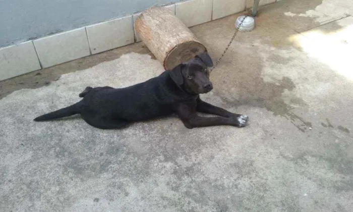 Cachorro ra a não sei idade 7 a 11 meses nome scubi