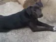 scubi