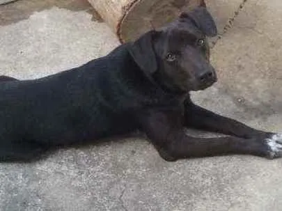 Cachorro ra a não sei idade 7 a 11 meses nome scubi