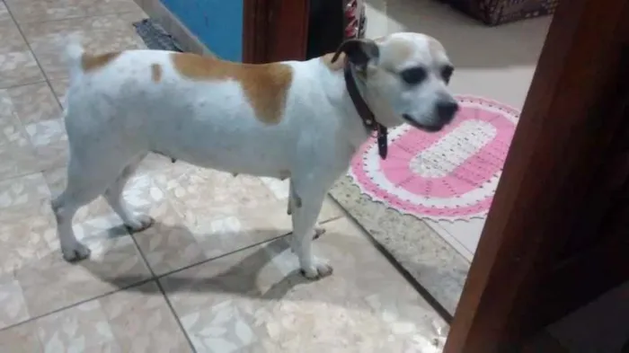 Cachorro raça Paulistinha mestiça  idade 6 ou mais anos nome Nala 