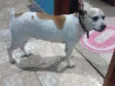 Nala 