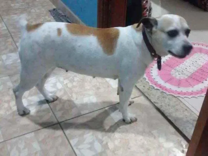 Cachorro raça Paulistinha mestiça  idade 6 ou mais anos nome Nala 