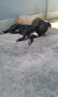 scubi