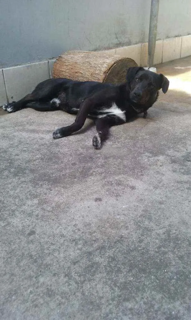 Cachorro ra a não sei idade 7 a 11 meses nome scubi