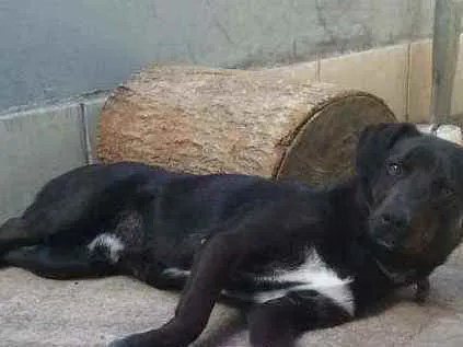 Cachorro ra a não sei idade 7 a 11 meses nome scubi