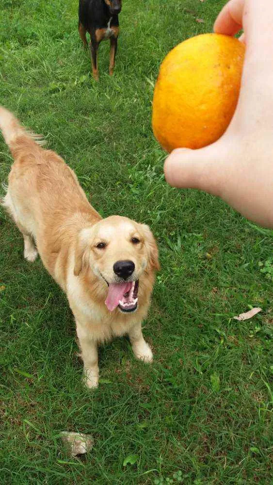 Cachorro ra a Golden retriver idade 4 anos nome Meg