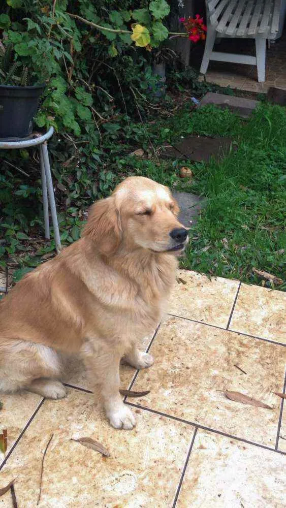 Cachorro ra a Golden retriver idade 4 anos nome Meg